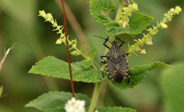 Yellow marmorated stink bug [Erthesina fullo]