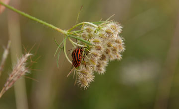 Minstrel bug [Graphosoma lineatum]