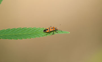 Black-and-red-bug [Lygaeus equestris]