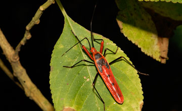 Macrocheraia grandis [Macrocheraia grandis]