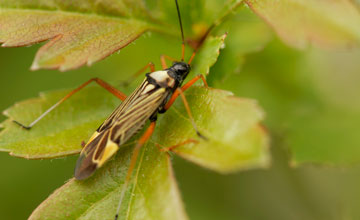 Miris striatus [Miris striatus]