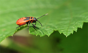 Gemeine Feuerwanze [Pyrrhocoris apterus]