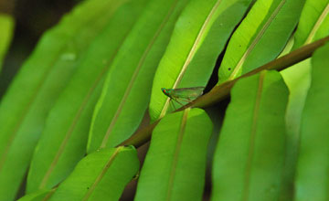 Truncatomeria viridistigma [Truncatomeria viridistigma]