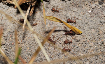 Atta cephalotes [Atta cephalotes]