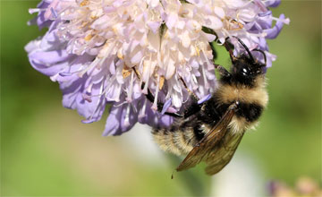 Cuckoo bumblebee [Bombus campestris]