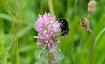 Red-tailed bumblebee [Bombus lapidarius]