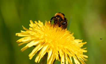 Ackerhummel [Bombus pascuorum]