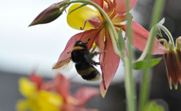 Dunkle Erdhummel [Bombus terrestris]