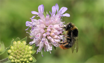 Bergwaldhummel [Bombus wurflenii]