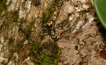 Camponotus sericeiventris [Camponotus sericeiventris]