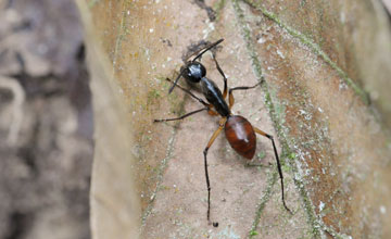 Dinomyrmex gigas [Dinomyrmex gigas]