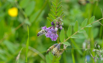 Langhornbiene [Eucera nigrescens]