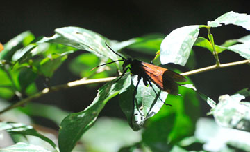 Tarantula hawk [Pepsis grossa]