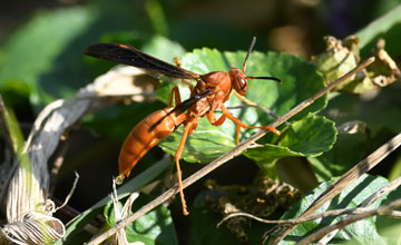 Red paper wasp [Polistes carolina]