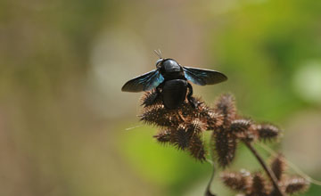 Xylocopa tenuiscapa [Xylocopa tenuiscapa]