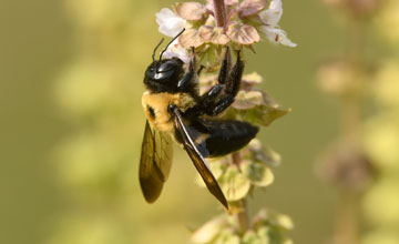 Xylocopa virginica [Xylocopa virginica]