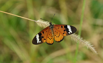 Common acraea [Acraea encedon]