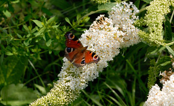 European peacock catapillar [Aglais io]