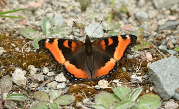 Milbert's tortoiseshell [Aglais milberti]