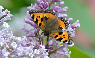 Small tortoiseshell [Aglais urticae]