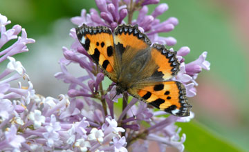 Small tortoiseshell [Aglais urticae]