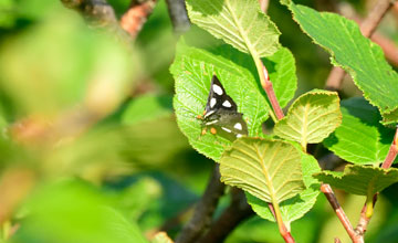 Six-spotted forester [Alypia langtoni]