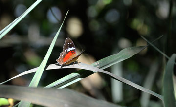 Brown peacock [Anartia amathea]