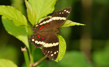 Banded peacock [Anartia fatima]