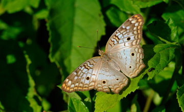 White peacock [Anartia jatrophae]