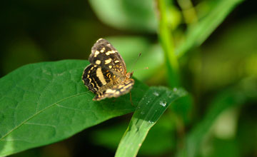 Pale-banded crescent [Anthanassa tulcis]