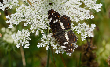 Landkärtchen [Araschnia levana]