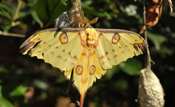 Comet moth [Argema mittrei]