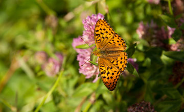Dark green fritillary [Argynnis aglaja]