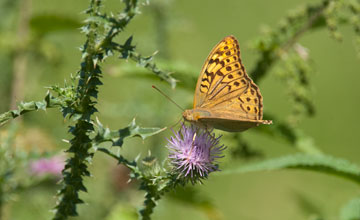 Silver-washed fritillary [Argynnis paphia]