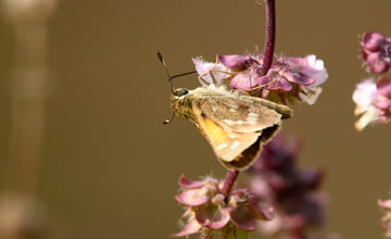 Atalopedes campestris [Atalopedes campestris]