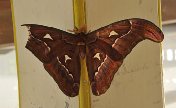 Attacus dohertyi [Attacus dohertyi]