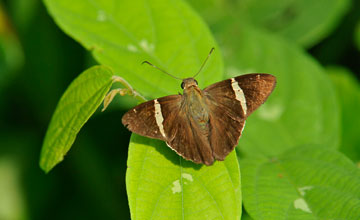 Narrow banded-skipper [Autochton longipennis]