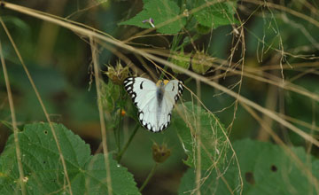 African caper white [Belenois aurota]