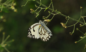 Belenois gidica abyssinica [Belenois gidica abyssinica]