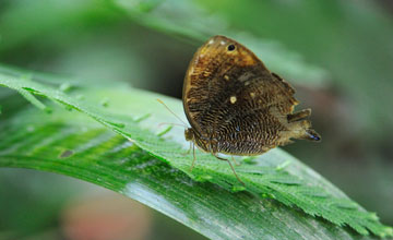 Uncertain owlet [Bia actorion]