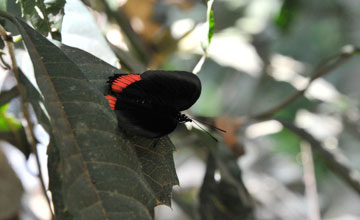 Crimson-banded black [Biblis hyperia]