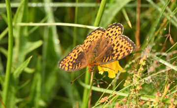 Braunfleckiger Perlmuttfalter [Boloria selene]