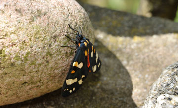 Scarlet tiger moth [Callimorpha dominula]