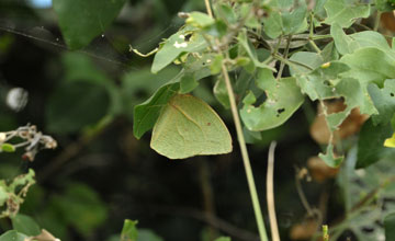 African migrant [Catopsilia florella]