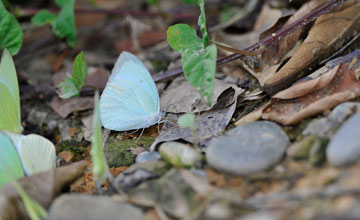 Mottled emigrant [Catopsilia pyranthe]