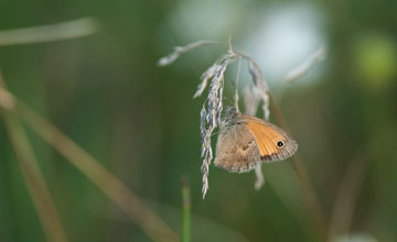 Kleines Wiesenvögelchen [Coenonympha pamphilus]