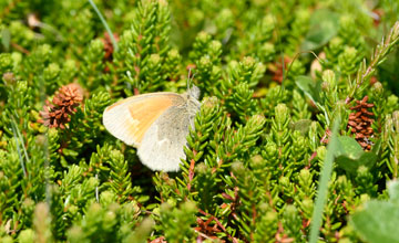 Common ringlet [Coenonympha tullia]