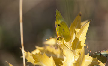 Berger's clouded yellow [Colias alfacariensis]