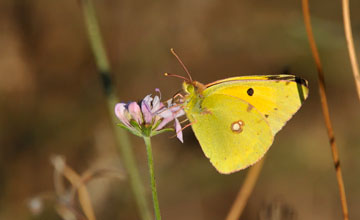 Postillon [Colias croceus]