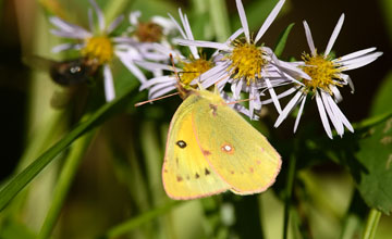 Orange sulphur [Colias eurytheme]